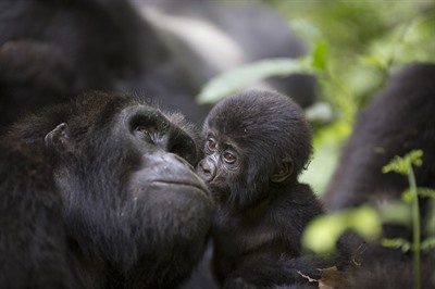 Uganda and Rwanda Gorillas, Chimps & Game