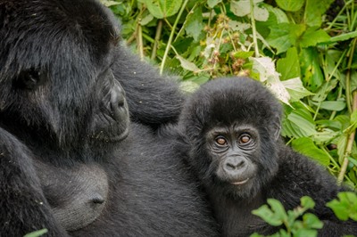 Ultimate Great Apes Safari - Uganda and Republic of Congo's Gorillas &amp; Chimps